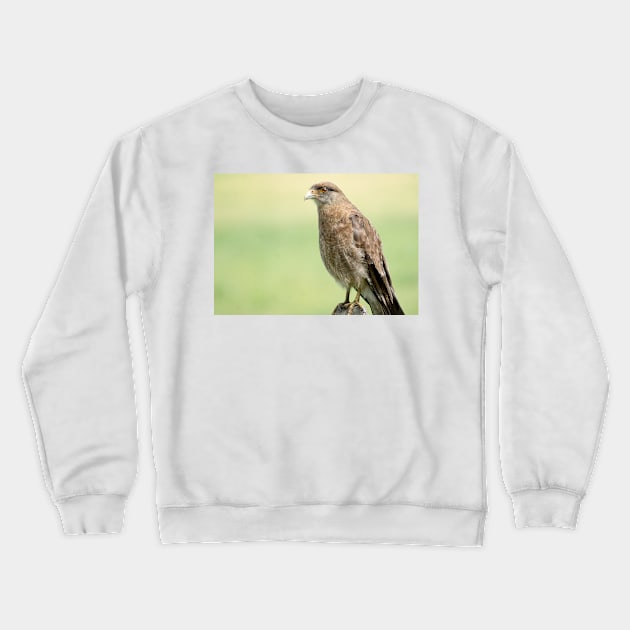 1315 hawk Crewneck Sweatshirt by pcfyi